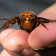 A murder hornet from Japan being displayed by a Washington State Department of Agriculture pest biologist in Bellingham, Washington in July 2020.